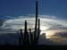 cactus_sunset