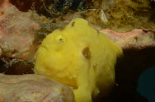 Frogfish