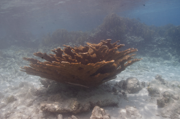 bonaire