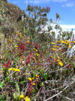 peru