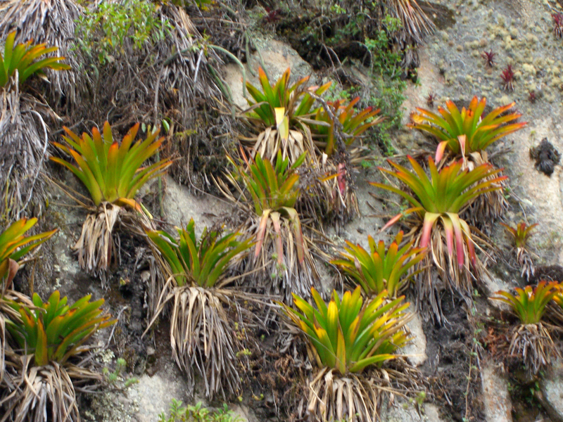 peru