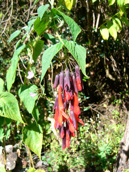 peru