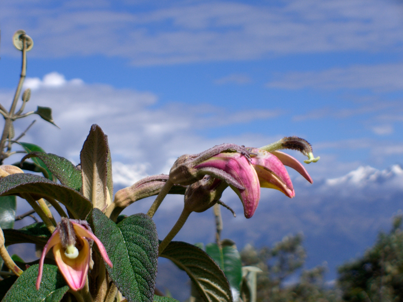 peru