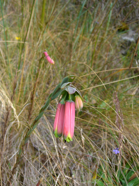 peru