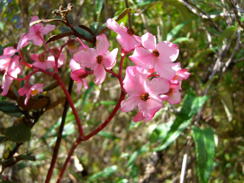 peru