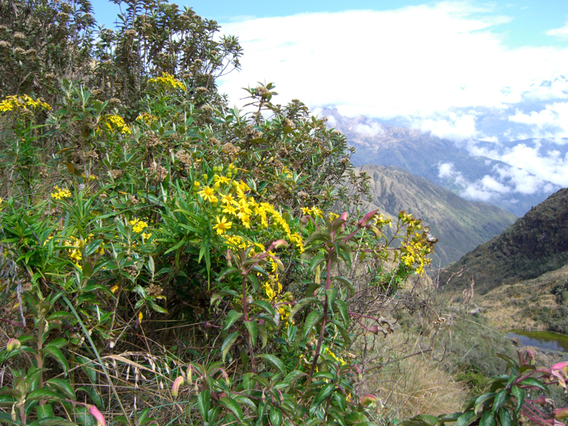 peru